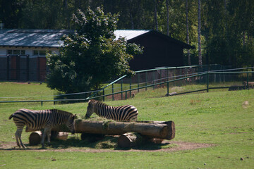 zebra, kopytne, ssak, afryka, natura, zoo, © Piotr