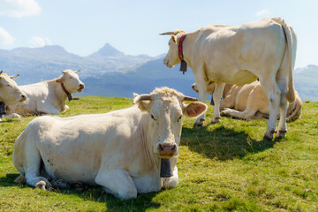 Cows grazing in the mountain meadows in the pyrenees spain