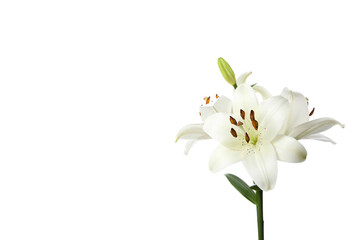PNG, lily flower isolated on white background.