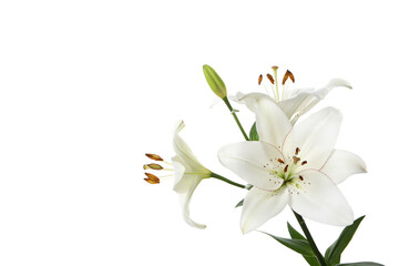 PNG, lily flower isolated on white background.