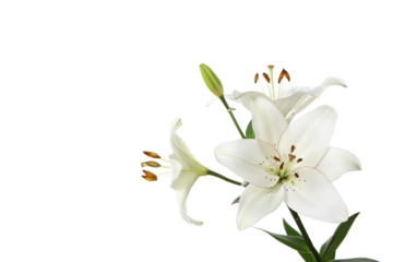 PNG, lily flower isolated on white background.