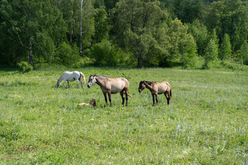 Horses and cows graze on a green field. Animals on the field on a summer day.