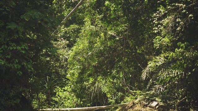 Amazing view of a waterfall in the middle of the rainforest