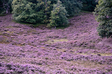 Während der Heideblüte im August mit dem Mountainbike durch das Naturschutzgebiet Fischbeker...