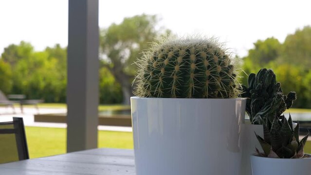 Slow motion bokeh shot of a cactus plant in a pot sitting on a table in a garden