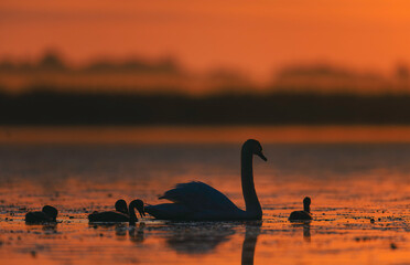 A mother swan and her adorable babies swimming in the beautiful Danube Delta ecosystem environment...