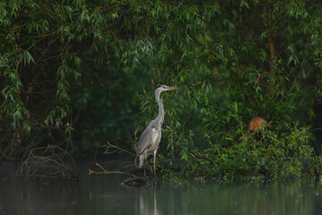 A bird perched on a branch in the vibrant Danube Delta ecosystem environment conservation eco