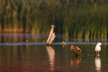 A majestic white bird standing on the tranquil waters of the Danube Delta environment conservation eco