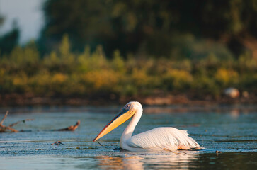 A beautiful white bird gracefully swimming in the Danube Delta ecosystem environment conservation eco
