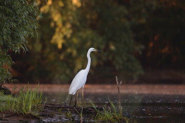 Fototapeta premium A majestic white bird perched on a log in the tranquil waters of the Danube Delta environment conservation eco