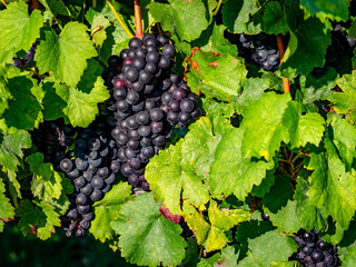 Reife Weintrauben am Rebstock Anfang Herbst