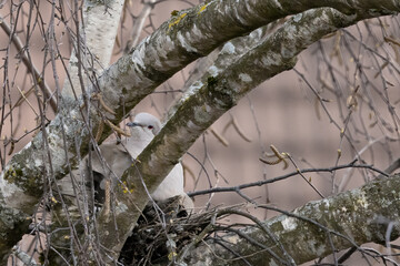 Breeding Eurasian collared dove in a tree, Streptopelia decaocto