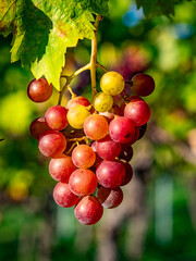 Reife Weintrauben am Rebstock Anfang Herbst