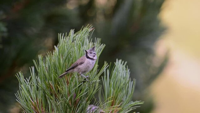 Sunrise in the pine forest, the crested tit flies away (Lophophanes cristatus)