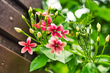 Close-up of Rangoon creeper flowers bloom blooming on the tree