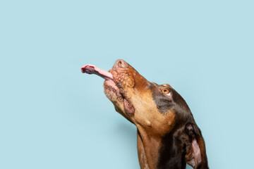 Portrait hungry doberman puppy dog begging eating and licking its lips with tongue. Isolated on...