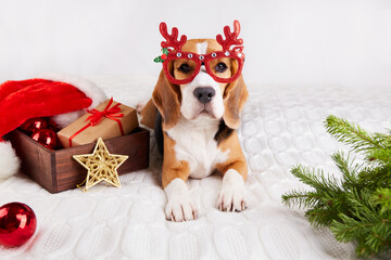 A beagle dog in funny Christmas glasses is lying on the bed. Happy New Year and Merry Christmas...