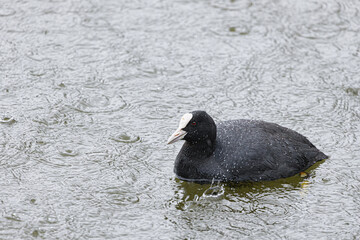 Water bird, black coot swims in heavy rain, Fulica atra