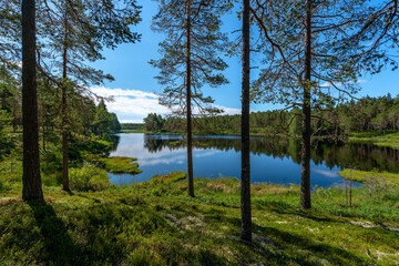 Lakeside view across a small tarn in a Swedish pine forest
