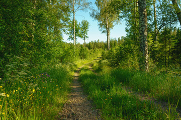 Summerview from a lush and green forest in Sweden