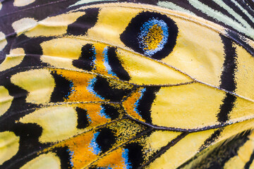 Close up colorful texture of butterfly wing surface pattern background - obrazy, fototapety, plakaty