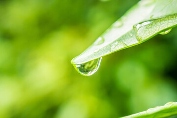 rain water drop on green leaf closeup natural background - Powered by Adobe