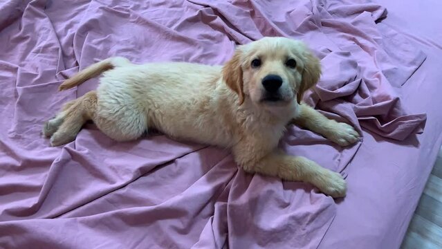 Cute Golden Retriever puppy laying on a bed on a pink bedsheets. Yawning golden 3 months dog