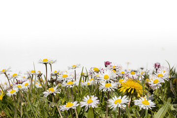 Colourful spring meadow with daisies and dandelions, macro on white background