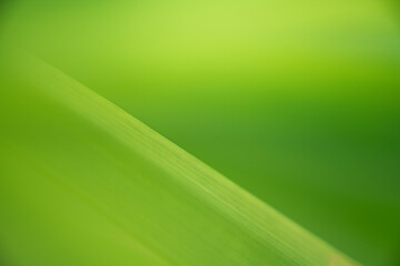 Nature of green leaf in garden at summer. Natural green leaves plants using as spring background cover page environment ecology or greenery wallpaper.