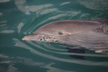 Portrait of common bottlenose dolphin in water 