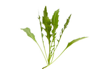 Arugula leaves isolated on white background. Fresh leafy green vegetable. Freshness abounds in every arugula leaf
