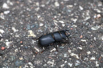Female European stag beetle (Lucanus cervus) | Baltic Sea Cycling Route