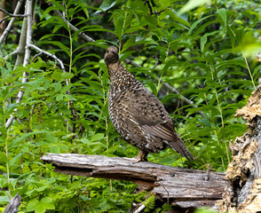 back country spruce grouse