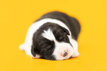  small and funny border collie puppies family on yellow background