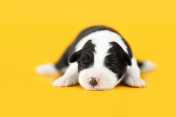  small and funny border collie puppies family on yellow background