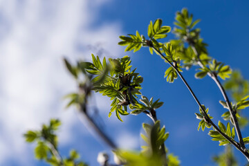 mountain ash tree branches in the spring season
