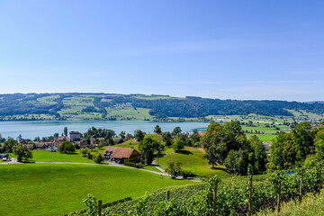 Obraz premium Gelfingen, Hitzkirch, Weinberg, Obstbäume, Baldeggersee, Seetal, Schloss Heidegg, Wanderweg, Landwirtschaft, Spazierweg, Sommer, Schweiz