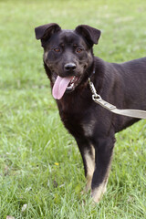 black dog close up portrait on green grass background