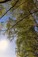 sunny autumn weather in a birch forest with a blue sky