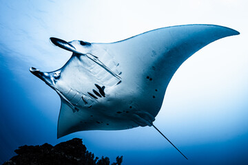 マンタ © Hiroaki65