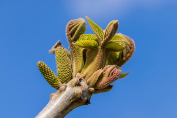 walnut tree branches in the spring season
