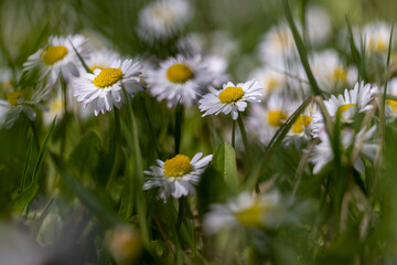 beautiful spring daisies in the green grass