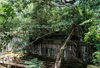 Big tree in Ta Prohm, Angkor Wat