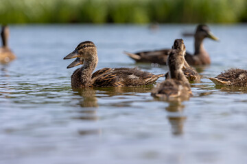 young ducklings who have plumage instead of fluff
