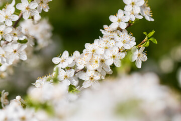 cherry blossoms in the orchard in spring