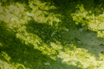 green peel of a ripe watermelon close up