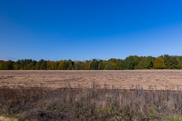 Obraz premium Autumn nature with trees during the fall of colorful foliage