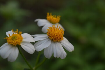 Obraz premium Ketul plant with the scientific name bidens alba, a wild plant as a weed, a type of plant belonging to the Asteraceae tribe.
