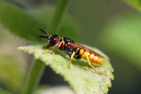 European beewolf (Philanthus triangulum)