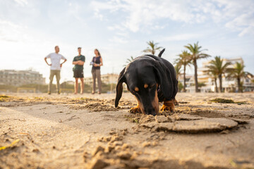 Dachshund tracking on the beach